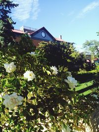 Low angle view of flowers