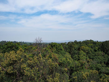 Plants growing on land against sky