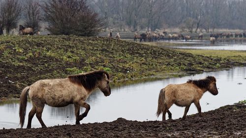 Cows grazing on grassy field