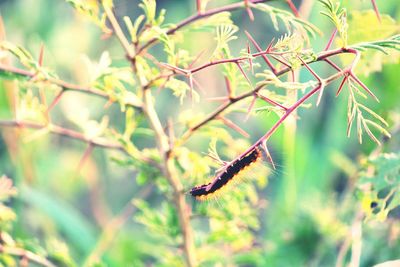 Centipede on plant stem