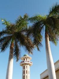 Palm trees with tower of mosque in salalah, oman