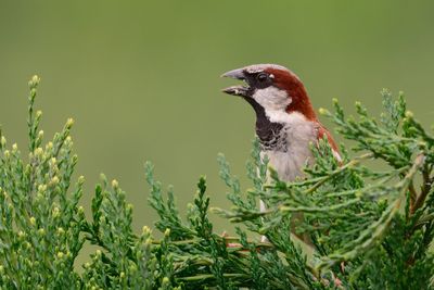 Sparrow perching on plant