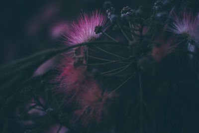 Close-up of dandelion