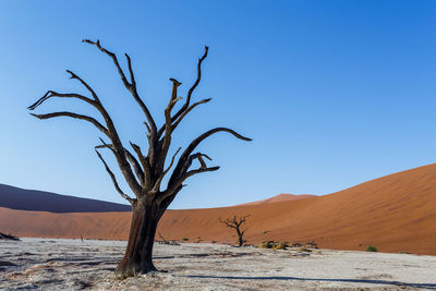 Bare tree in desert against clear blue sky