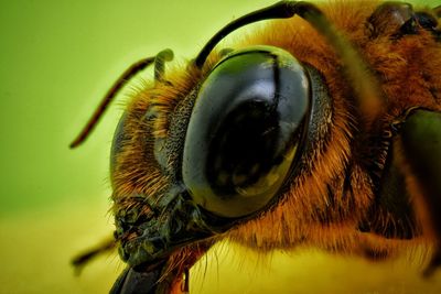 Macro shot of insect on flower