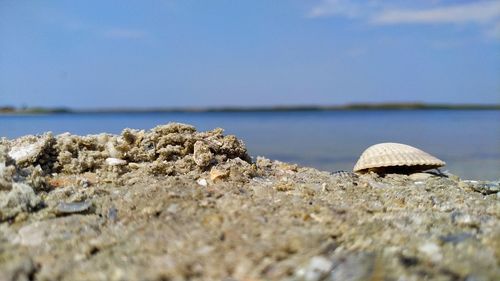 Close-up of shell on rock by sea against sky