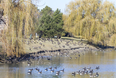 Birds in lake against trees