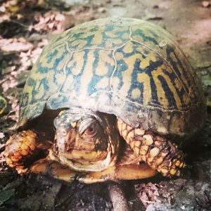 Close-up of tortoise