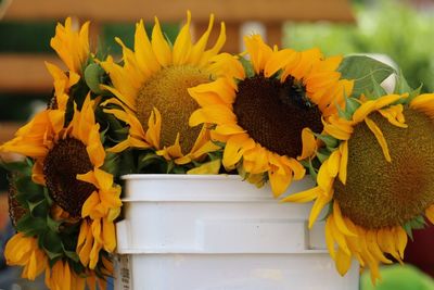 Sunflowers in bucket at market for sale