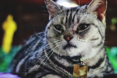 Close-up portrait of tabby cat