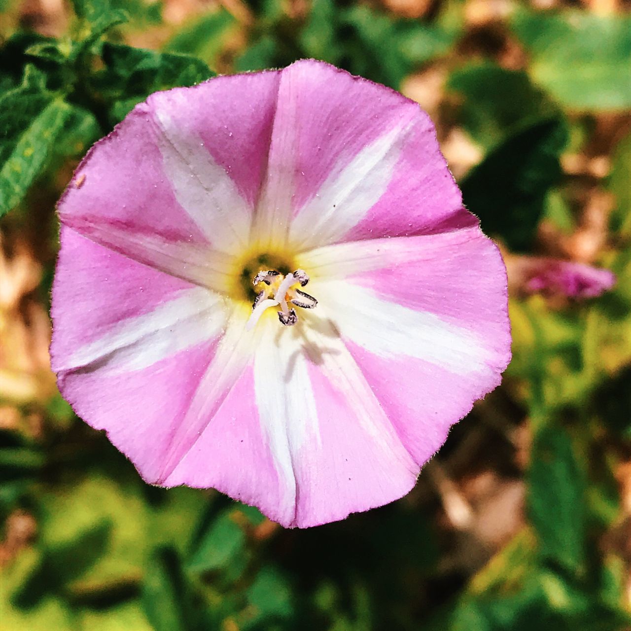 CLOSE-UP OF PINK PURPLE FLOWER