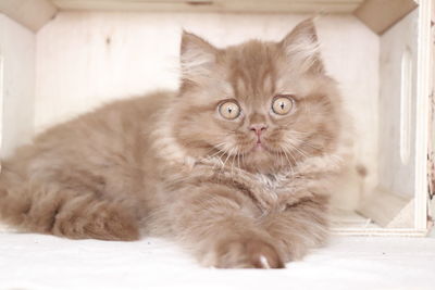 Portrait of cat relaxing on floor