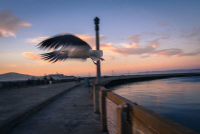 Seagull flying over sea against sky during sunset