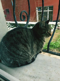 Close-up portrait of a cat