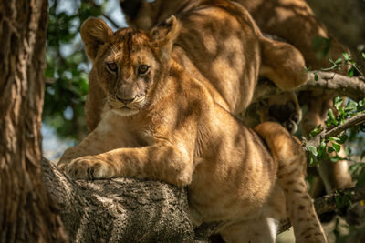 Low angle view of lion cubs resting on tree trunk