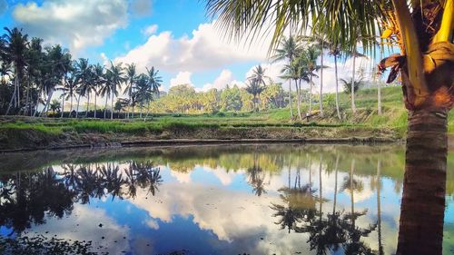 Reflection of palm trees on lake against sky