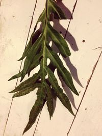 Close-up of fresh green plant