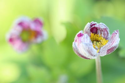 Close-up of pink flowering plant