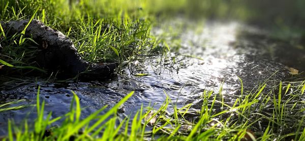 Close-up of grass growing in field