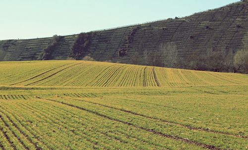 Scenic view of agricultural field against clear sky