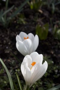 Close-up of white crocus flower on field