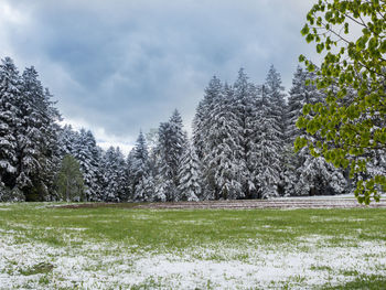 Trees on field during winter against sky