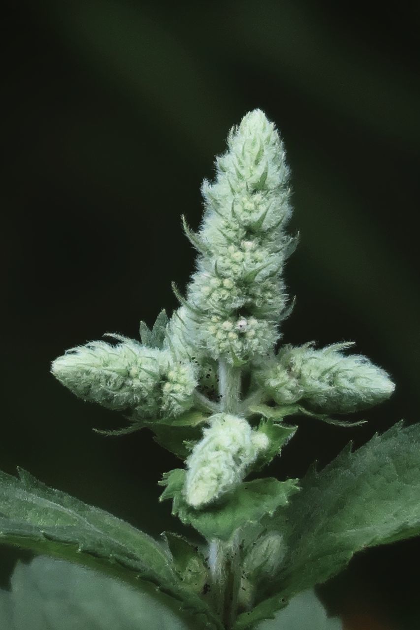 CLOSE-UP OF FLOWERING PLANTS