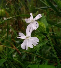 Close-up of white flowers blooming outdoors