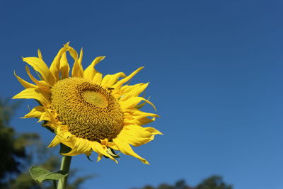 Close-up of yellow sunflower against blue sky