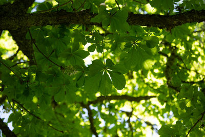 Beautiful chestnut tree leaves in a sunny summer morning. a wild chestnut tree in northern europe.