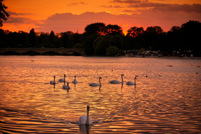 Ducks swimming in lake during sunset