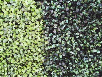 Full frame shot of plants