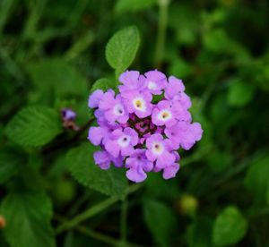 Close-up of pink flowers