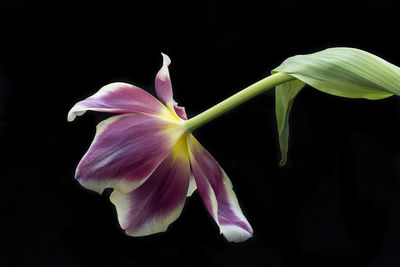 Close-up of pink flower against black background