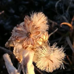 Close-up of flowers