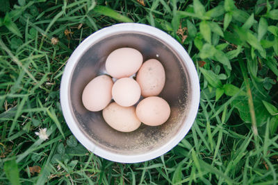 High angle view of eggs in bowl