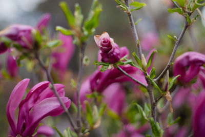 Blooming lily magnolia magnolia liliiflora - close-up of the flowers