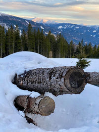 Logs on snow covered land against sky