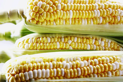Close up of fresh sweet corn