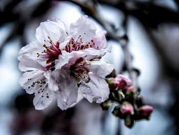 Close-up of apple blossoms in spring