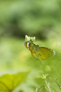 Close-up of butterfly pollinating on flower