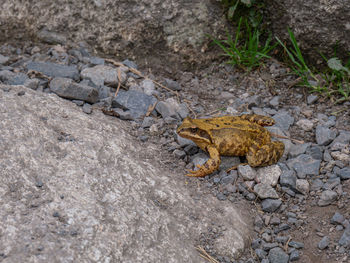 High angle view of lizard on rock