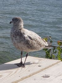 Seagull perching on pier over sea