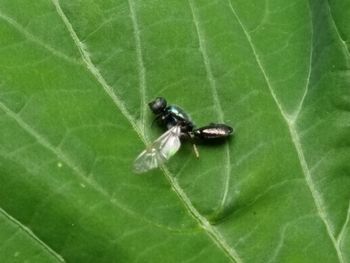 Close-up of insect on leaf