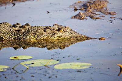 High angle view of crocodile in sea