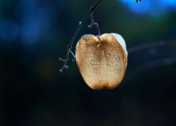 Close-up of fruit hanging on plant