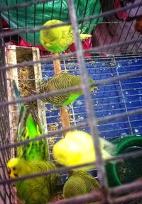 Close-up of parrot in cage