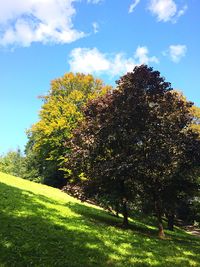 Trees on field