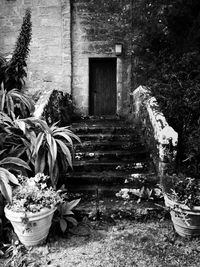 Close-up of plants against building