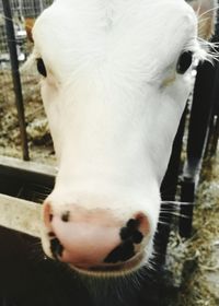 Close-up of horse in field